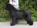 Sent Djons Zvezdochet