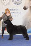 International Dog Show CACIB- FCI Eurasia-1