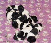 В питомнике родились бело- черные щенки от Санни Гоши!!!  New puppies were born! 