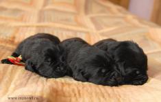 В притомнике родились щенки черного окраса!!!