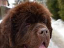 Brown Velvet Buddy von den Schwarzwald Baren (Germ
