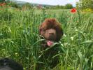 Brown Velvet Buddy von den Schwarzwald Baren (Germ