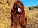 Brown Velvet Buddy von den Schwarzwald Baren (Germ