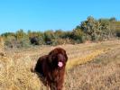 Brown Velvet Buddy von den Schwarzwald Baren (Germ