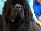 Kodiak Acres Bowater's Dark Shadow