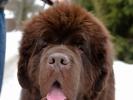 Brown Velvet Buddy von den Schwarzwald Baren (Germ