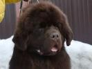 Brown Velvet Buddy von den Schwarzwald Baren (Germ