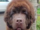 Brown Velvet Buddy von den Schwarzwald Baren (Germ
