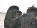 Apachees All Around Me