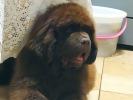 Brown Velvet Buddy von den Schwarzwald Baren (Germ