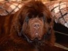 Brown Velvet Buddy von den Schwarzwald Baren (Germ