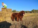 Brown Velvet Buddy von den Schwarzwald Baren (Germ