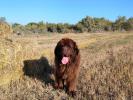 Brown Velvet Buddy von den Schwarzwald Baren (Germ