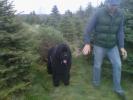 Kodiak Acres Bowater's Dark Shadow