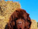 Brown Velvet Buddy von den Schwarzwald Baren (Germ