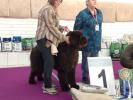 Brown Velvet Buddy von den Schwarzwald Baren (Germ