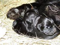 We have new Puppies!!!
