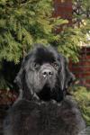  01.05.2011.     FCI CACIB  .
