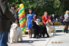 .  CACIB-FCI   2011
