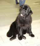 , CACIB      - 2012