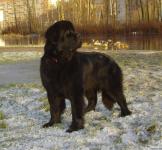 CACIB  - 10.12.2011  - 2011