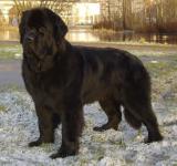      CACIB   - 2011 . - 