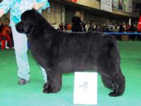  - 2008 Sent Djons Dora - CACIB!! Russia - 2008 Sent Djons Dora - CACIB!