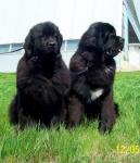 CACIB   2007