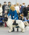   -2008    International Dog Show Eurasia-2008