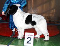     - Regional specialty dogshow Sergiev-Posad: 