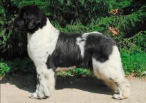Deshabiez - Moi de L'Iliade et L'Odyssee (Franc) - were born  to the first puppies!!!!