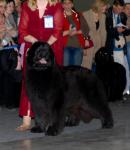    CACIB   2010-2