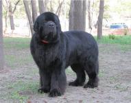 CACIB   