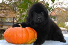 New  puppies  photo!     3 !
