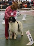    - . Regional Dogshow Delta - Pal - 2007