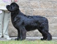      CACIB    - 2011 .  - e