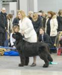   -2008 International Dog Show Eurasia-2008