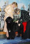     - Regional specialty dogshow Sergiev-Posad: