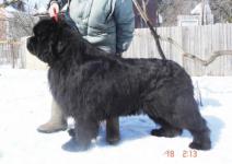    King Sibiria von Aiching
