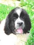       3 !! New photo Sent Djons Domino!!! in 3 Month!  See the Parent's Site and the Puppies Pedigree