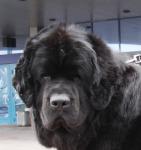   CACIB -  