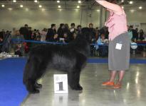 International Dog Show CACIB- FCI Eurasia-1