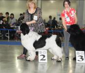 International Dog Show CACIB- FCI Eurasia-1