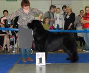 International Dog Show CACIB- FCI Eurasia-2