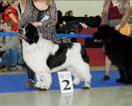 International Dog Show CACIB- FCI Eurasia-2