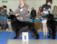 International Dog Show CACIB- FCI Eurasia-2