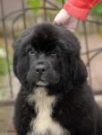 New puppyes in you kenell !!       -  !
