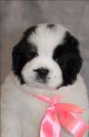Puppies new photos!     Lily and Lancelot