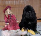      7 ! New pupies photo  in 7 weeks!!!! 