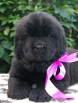     2!  New puppi's photo! 